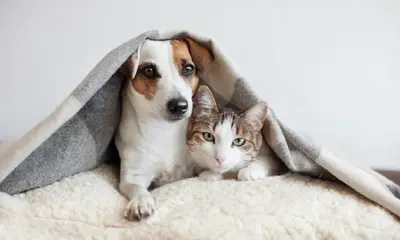 perros y gatos
