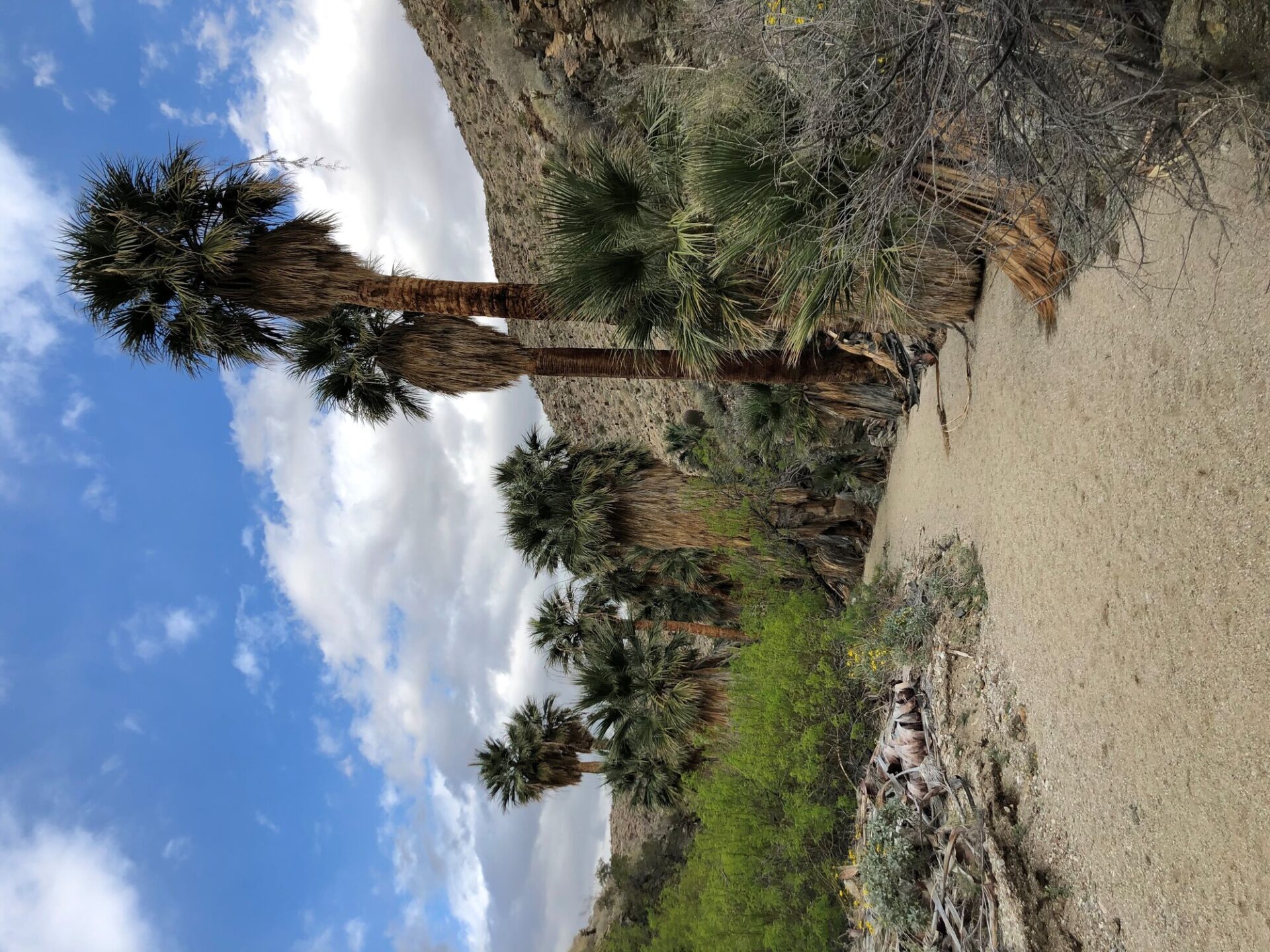 Paisaje de Palm Desert, California, ciudad natal de Josh Homme e inspiración de 