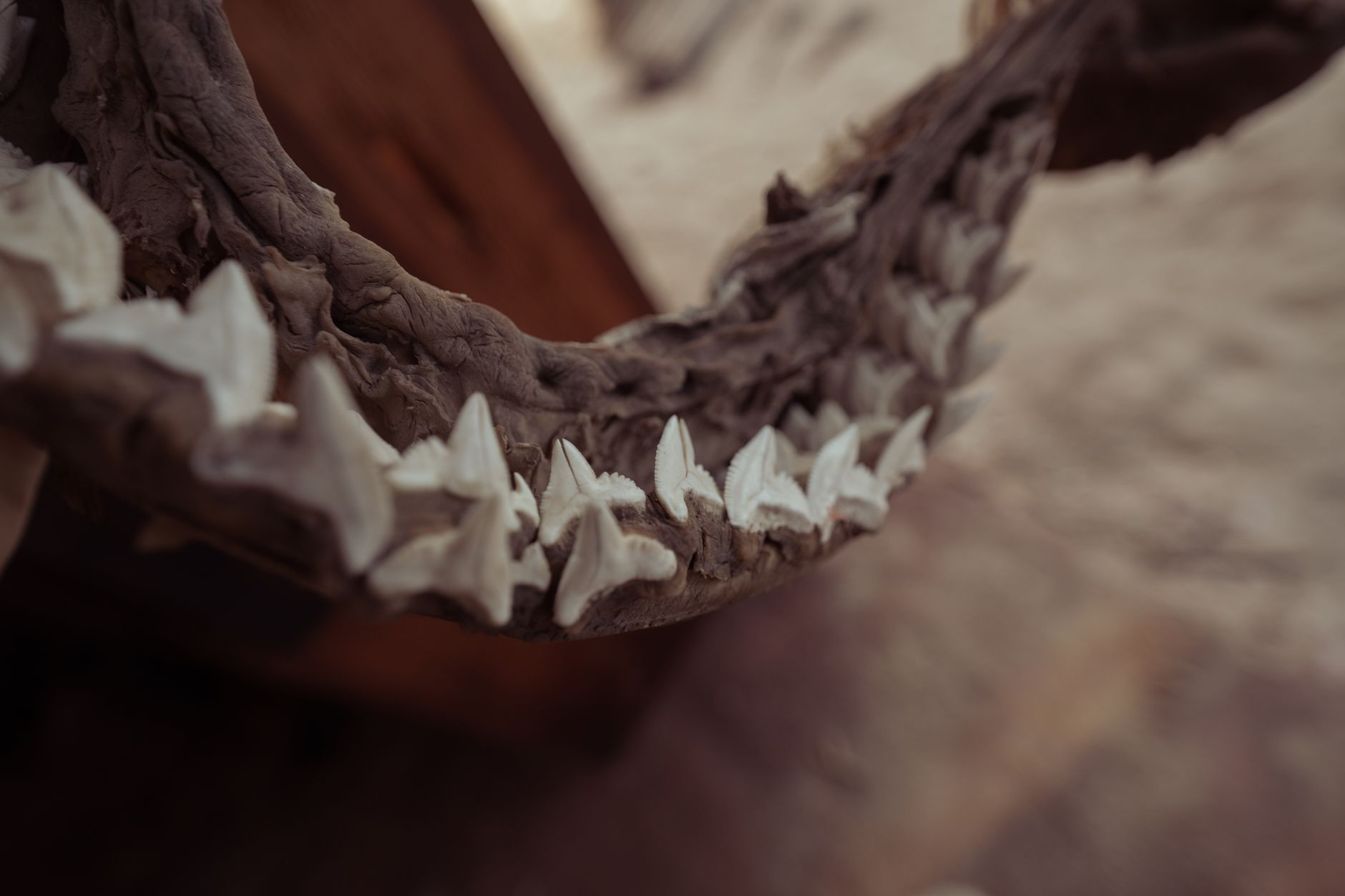 Mandíbula con dientes afilados en primer plano, imagen ilustrativa de los restos fósiles molidos para el vinilo de Mastodon